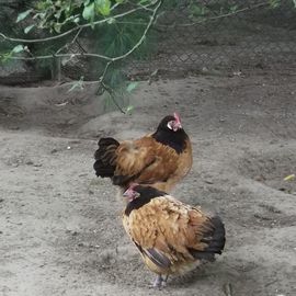 Vorwerk Hühner