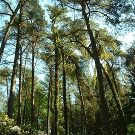 BRUNS Rhododendron-Park in Gristede