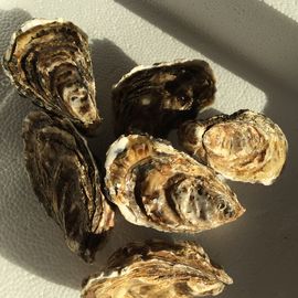 6 frische Austern aus Holland