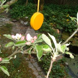 Rischmade Ostereier aus Holz - und der blühende Apfelbaum am 22.4.2011