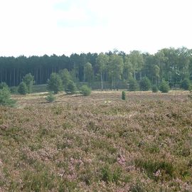 Jetzt im August ist in der Lüneburger Heide Blütezeit!