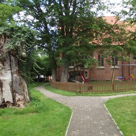 Kirche in Heiligenrode - sehr alter Baumstumpf