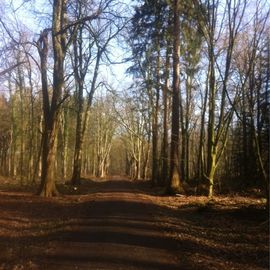 Kastanienallee im Hasbruch