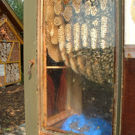 Bienen hinter der Glasscheibe beim NIZ in Goldenstedt