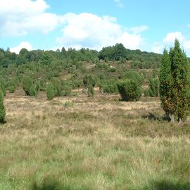 Wacholderbüsche in der Lüneburger Heide