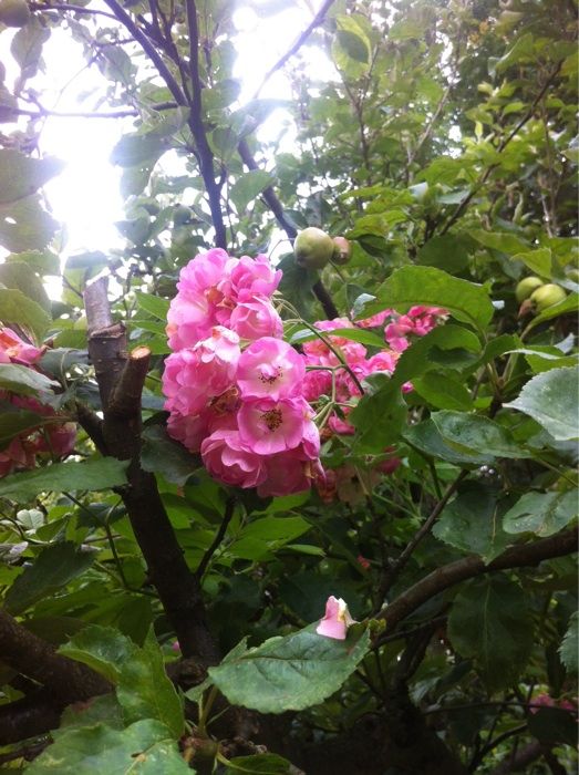 Apple Blossom Rambler, Kletterrose kann 3-4 m hoch werden
