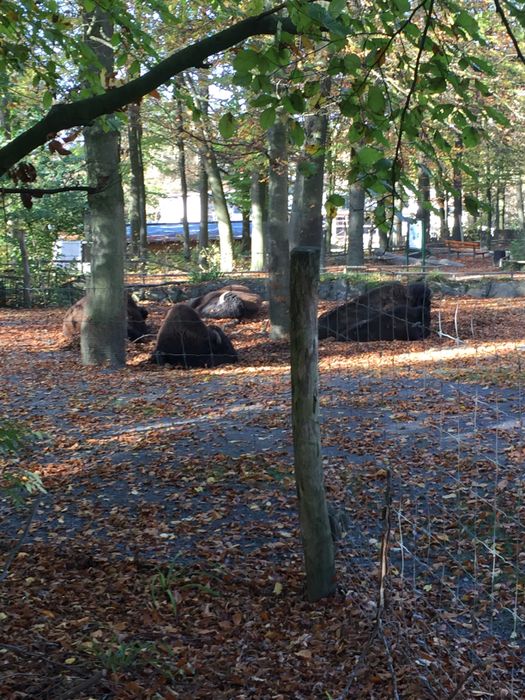 Nutzerbilder Zoo Osnabrück gGmbH