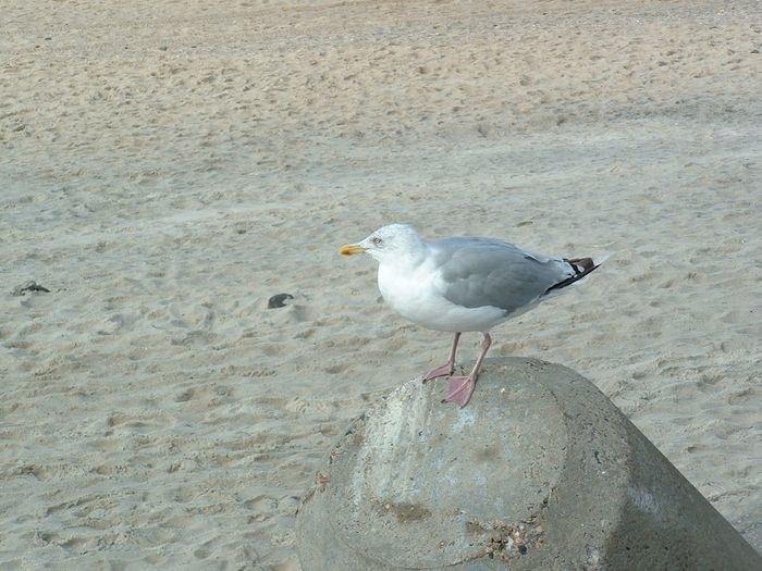 Das Miramar in Westerland auf Sylt