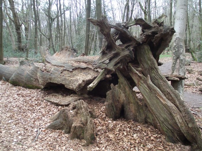 Nutzerbilder Naturpark Zweckverband Wildeshauser Geest, Gästeservice