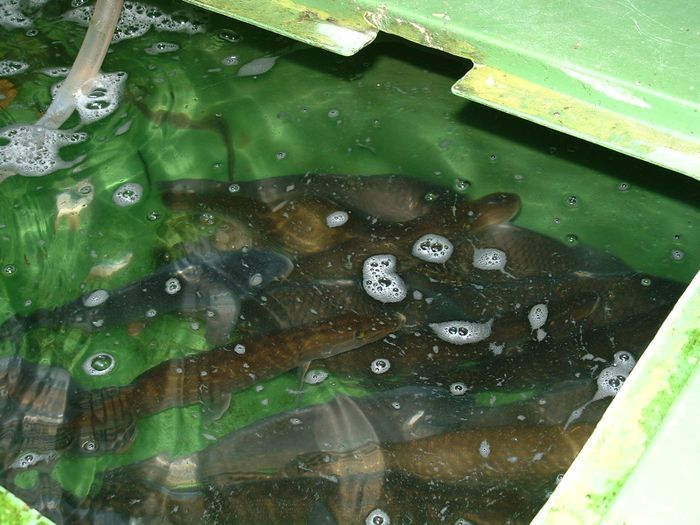 Lebende Karpfen der Fischerei Rabben in Dreibergen - Bad Zwischenahn