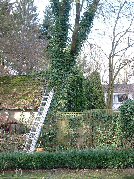 Nutzerbilder Ellmers Andreas Gartengestaltung