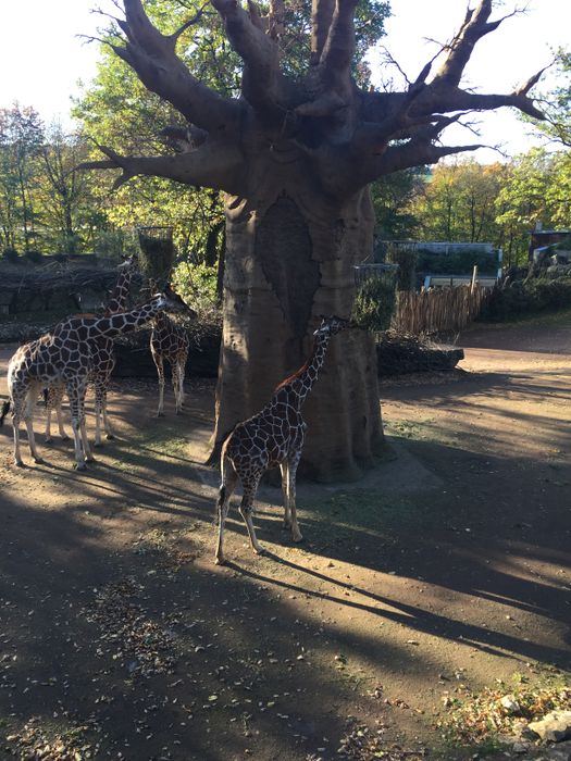 Nutzerbilder Zoo Osnabrück gGmbH