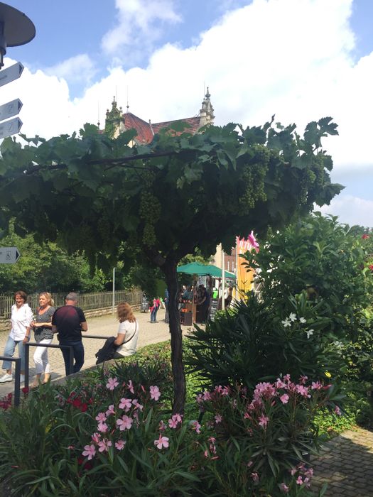 Nutzerbilder Vinum Schloss Landestrost Weinhandel