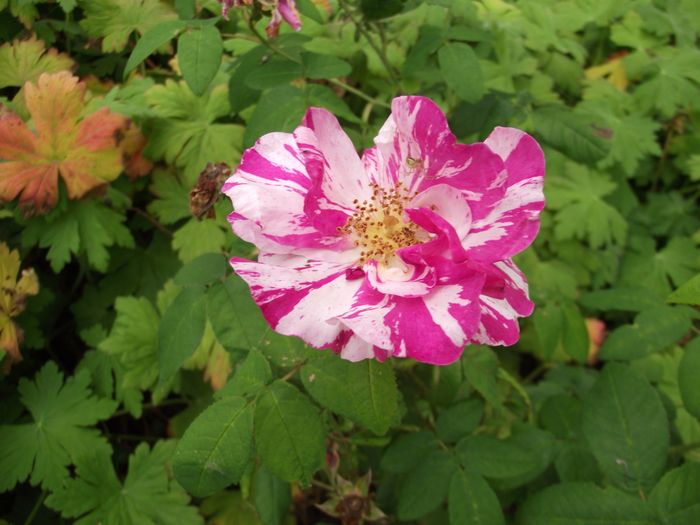 Rosa Gallica Versicolor Gallicarose