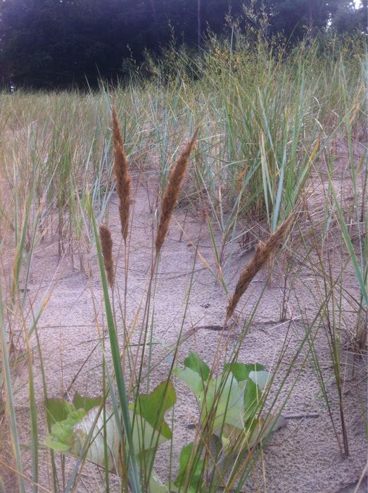 Nutzerbilder Naturpark Insel Usedom