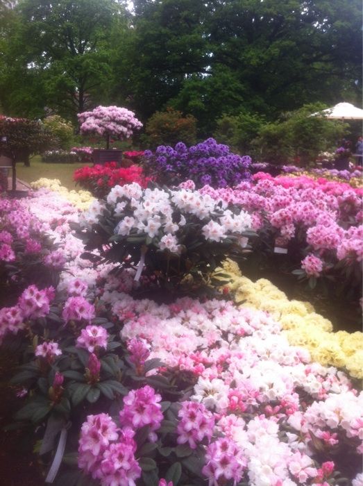 Rhododendron Waldpark