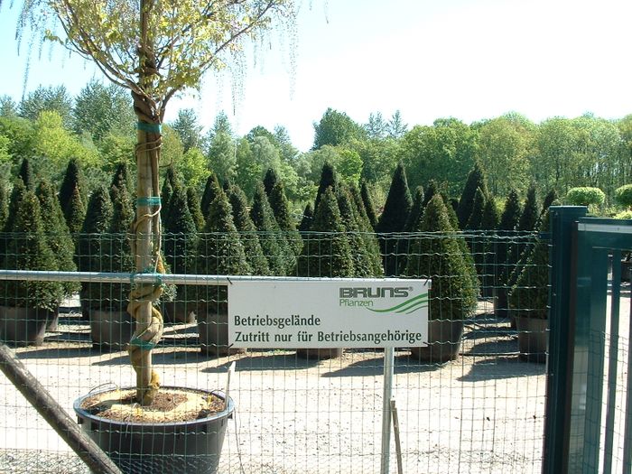 Nutzerbilder Bruns-Pflanzen-Export GmbH & Co. KG