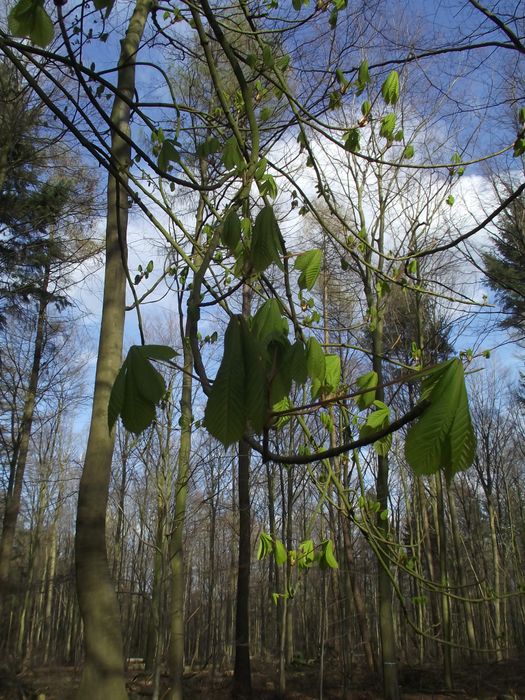 Nutzerbilder Naturpark Zweckverband Wildeshauser Geest, Gästeservice