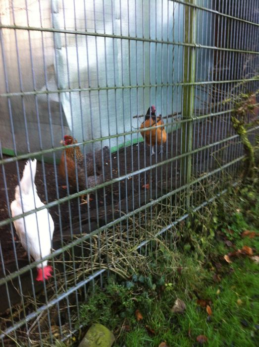 Hühner hinter dem Gewächshaus