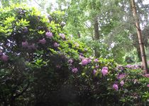 Bild zu Rhododendronpark