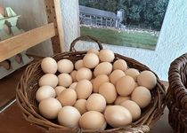 Bild zu Hofladen Beuke - Mörsener Bio-Eier