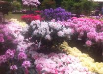 Bild zu Rhododendron Waldpark