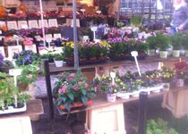 Bild zu Blumenmarkt (Unser Lieben Frauen Kirchhof) - Bremen-Mitte