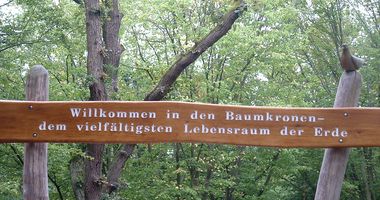 Baumkronenpfad im Nationalpark Hainich in Unstrut-Hainich