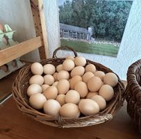 Bild zu Hofladen Beuke - Mörsener Bio-Eier