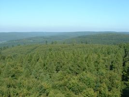 Bild zu Sollingturm auf dem Strutberg