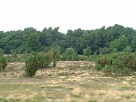 Bild zu FriedWald Lüneburger Heide