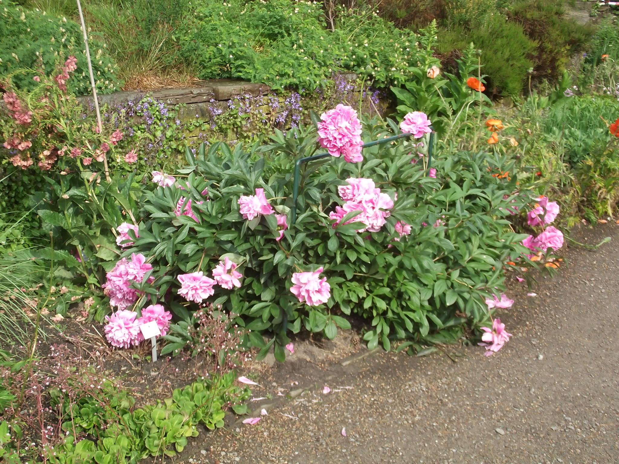 Im botanischen Garten vom Rhododendron-Park Bremen