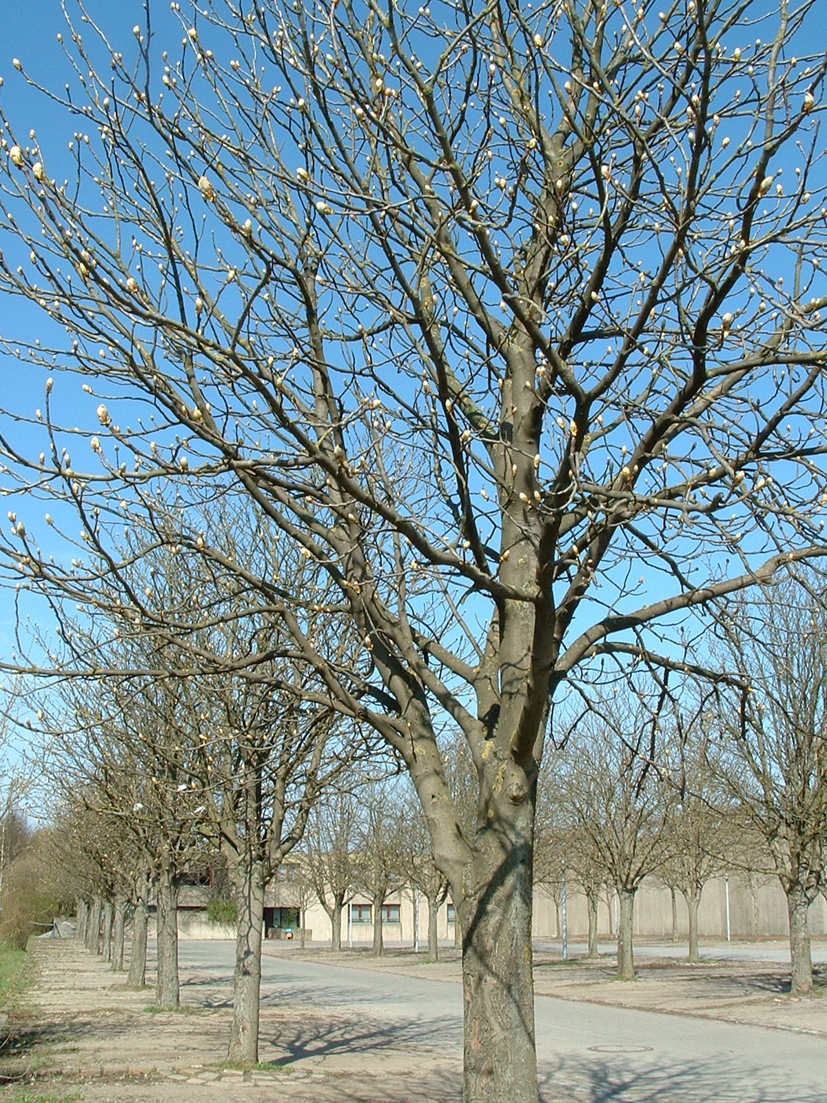 Kastanien am Parkplatz der Jugendanstalt Hameln