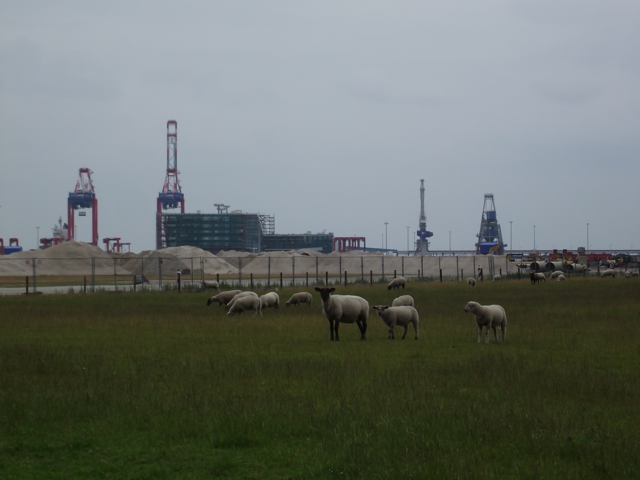 Containerbrücken vom JadeWeserPort in Wilhelmshaven und Schafe auf dem Deich