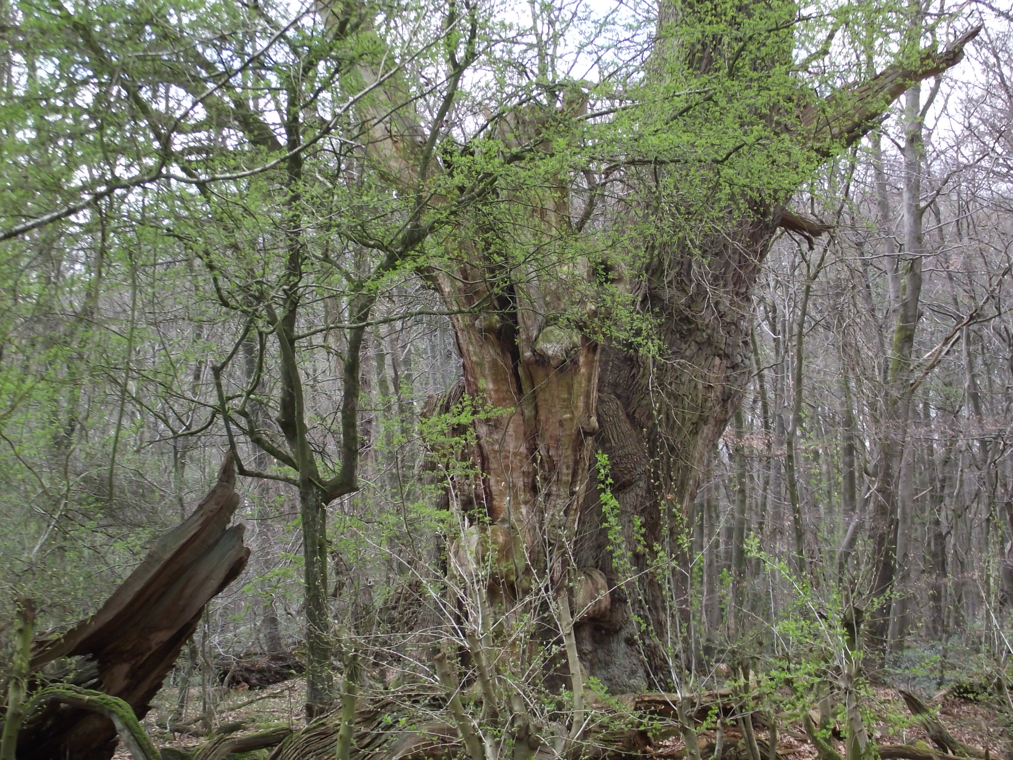 Im Naturwald Hasbruch - Die 1200 Jahre alte Frederikeneiche