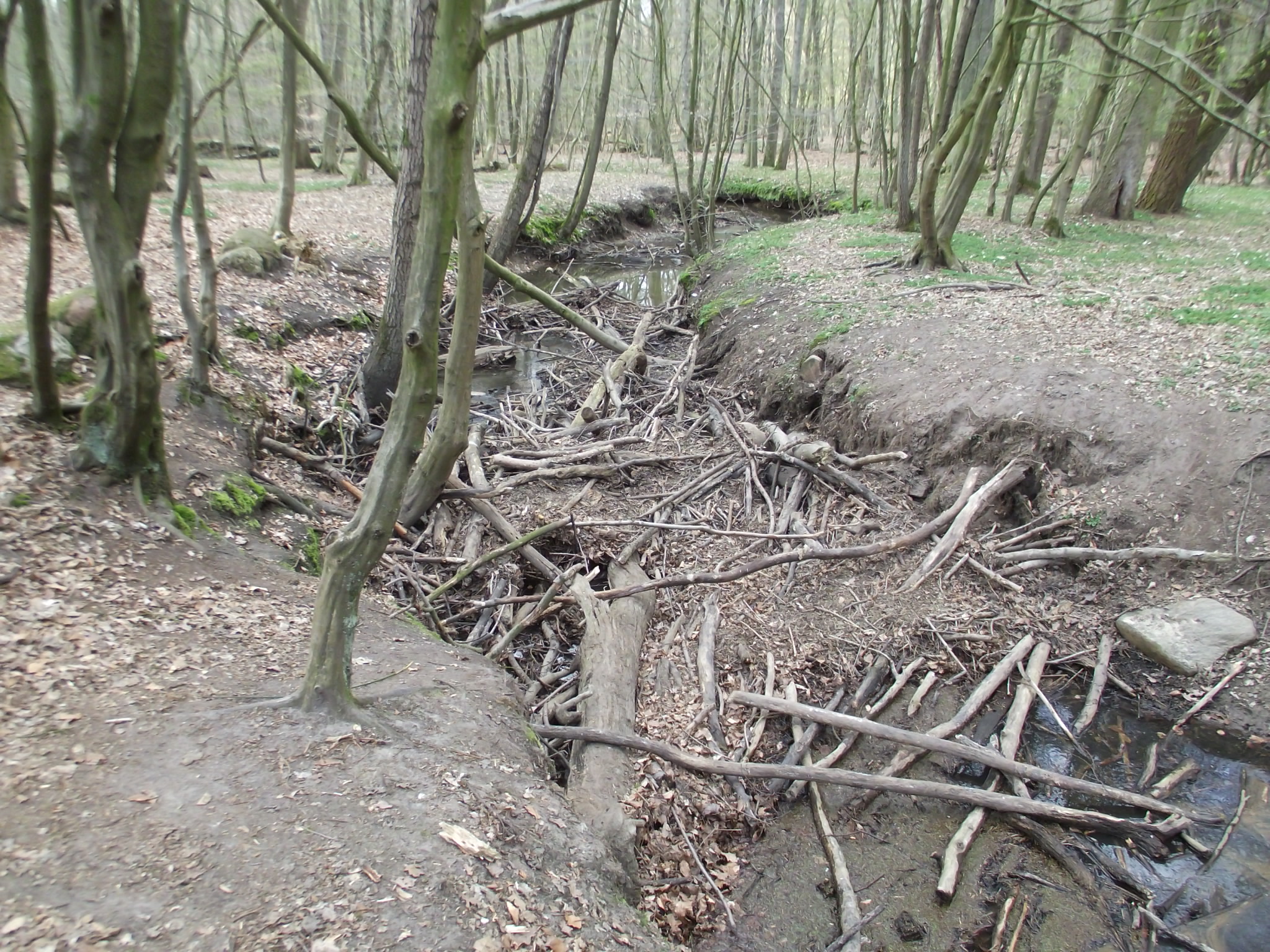 Im Naturwald Hasbruch ganz ausgetrocknete Brookbäke
