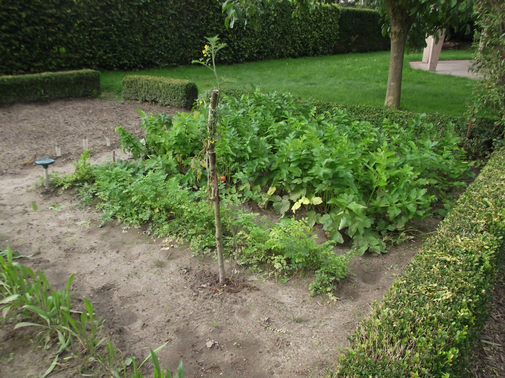 Petersilie, Tomaten und anderes Gemüse Blumen im Bauerngarten vom RUZ in Hollen
