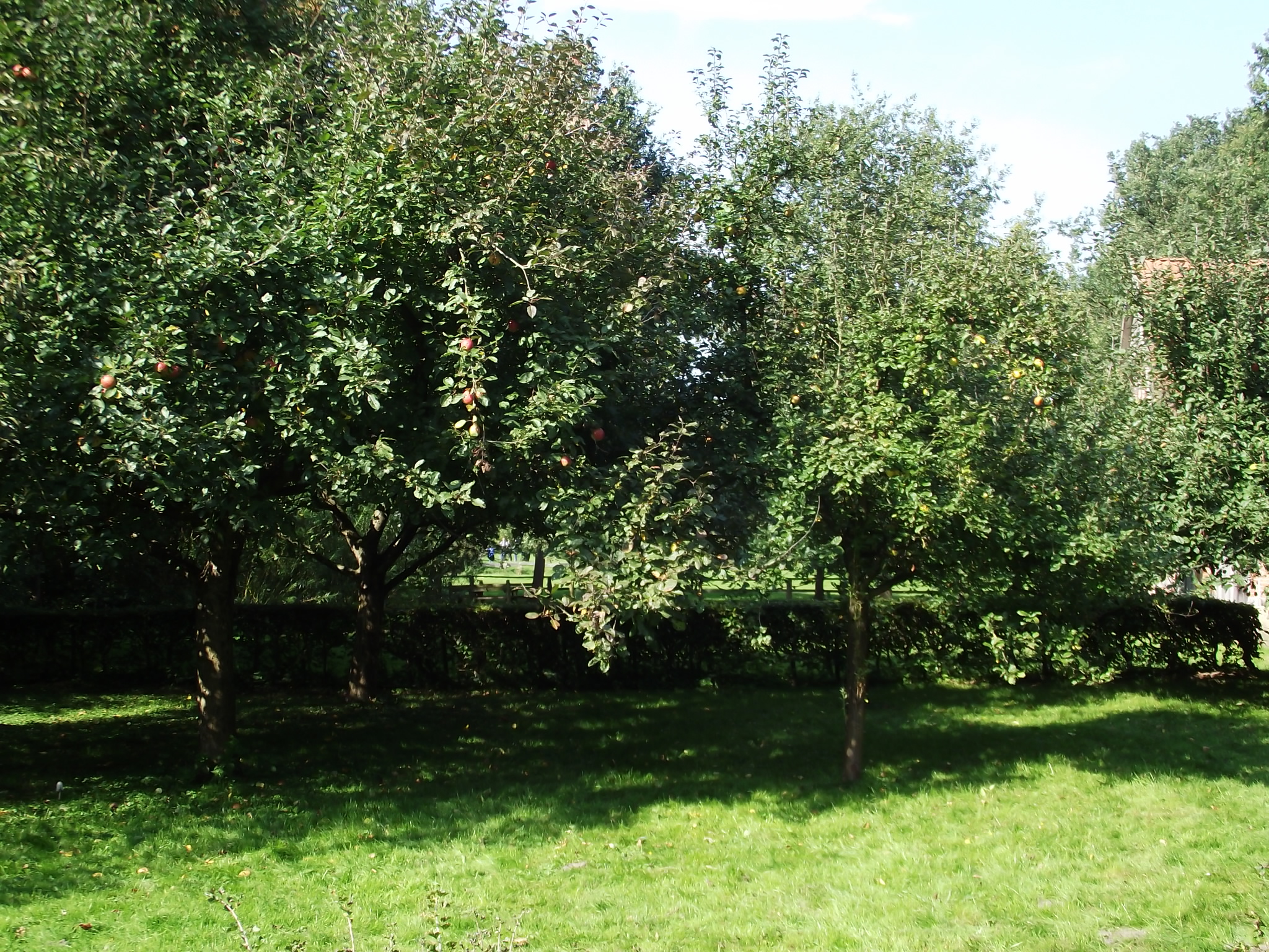 Museumsdorf Cloppenburg - &quot;Genuss im Nordwesten&quot; am 25.9.2011 - Im Garten der Hofanlage Wehlburg - Apfelbäume