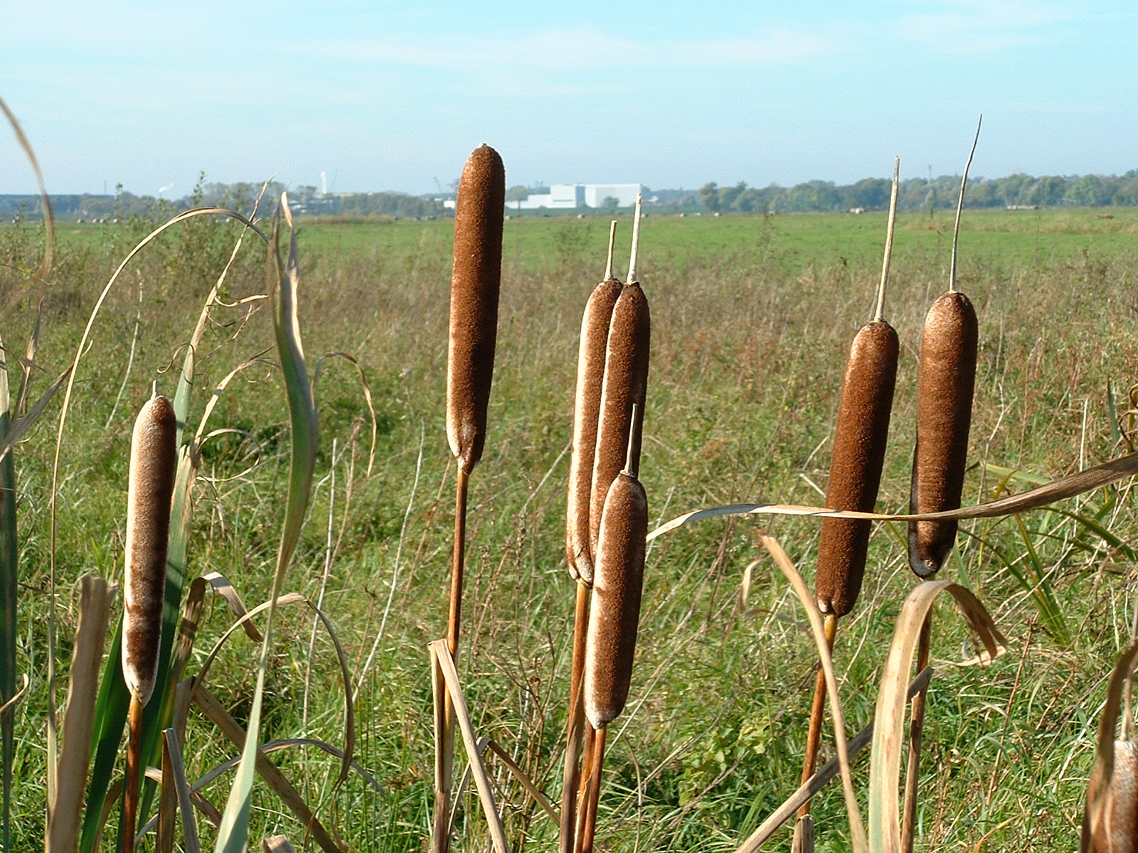 Bund für Umwelt und Naturschutz - Lampenputzer im Naturschutzgebiet Mittelsbühren