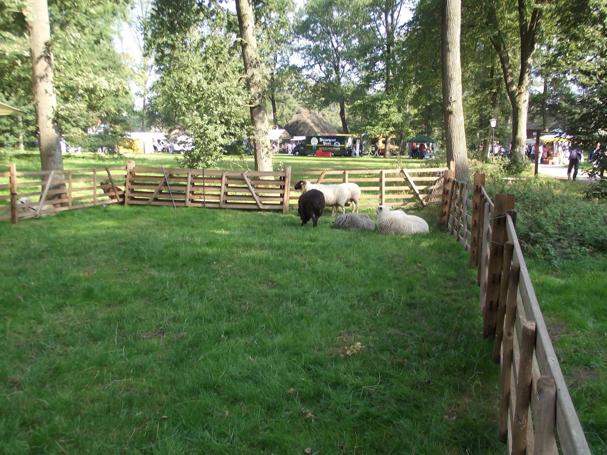 Museumsdorf Cloppenburg - Bentheimer und Pommersches Landschaf und Rhönschaf