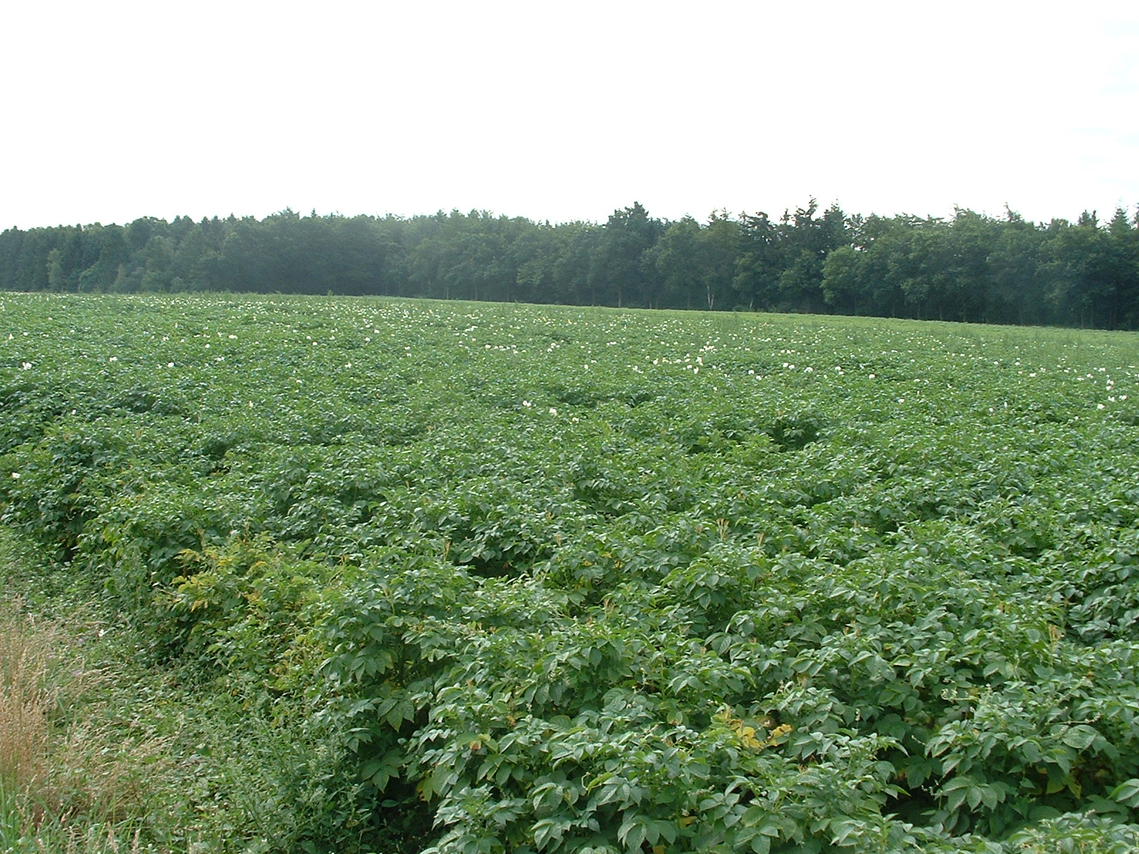 Kartoffelfelder bei Wildeshausen