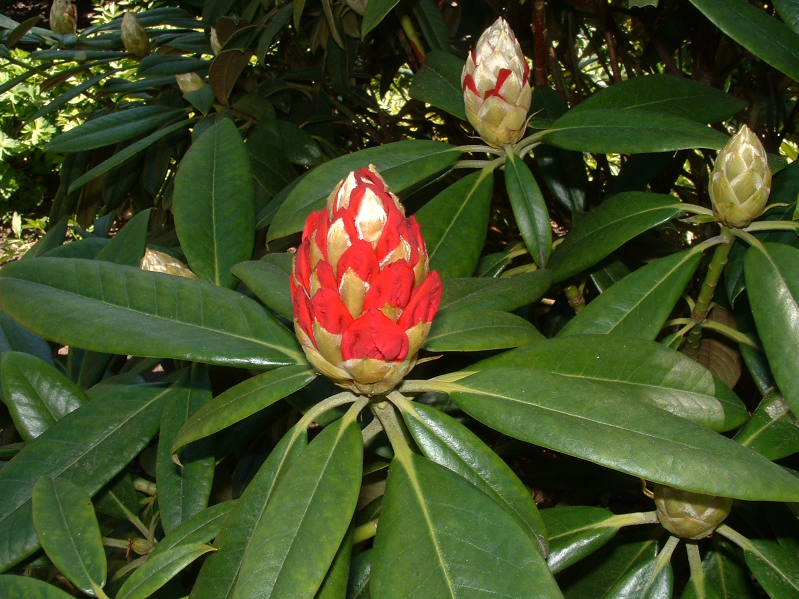 Bruns Pflanzen - Rhododendron-Park Gristede
