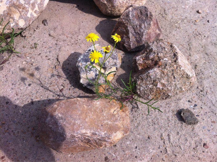 Mauerbl&uuml;mchen zwischen den Steinen