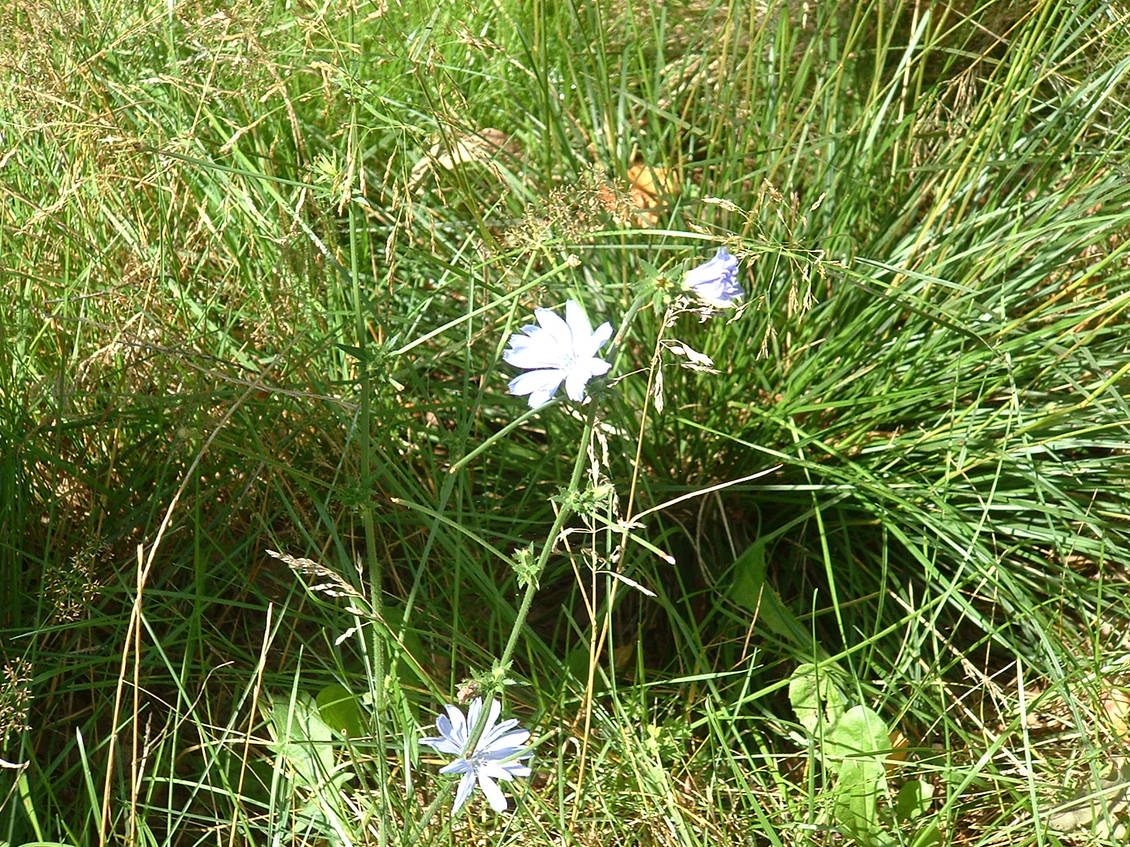 Blumen am Wegesrand in der Lüneburger Heide