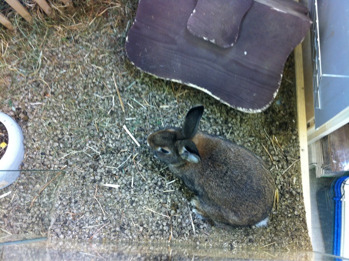 Fallen diese kleine s&uuml;&szlig;en Tierchen unter Viehandel?