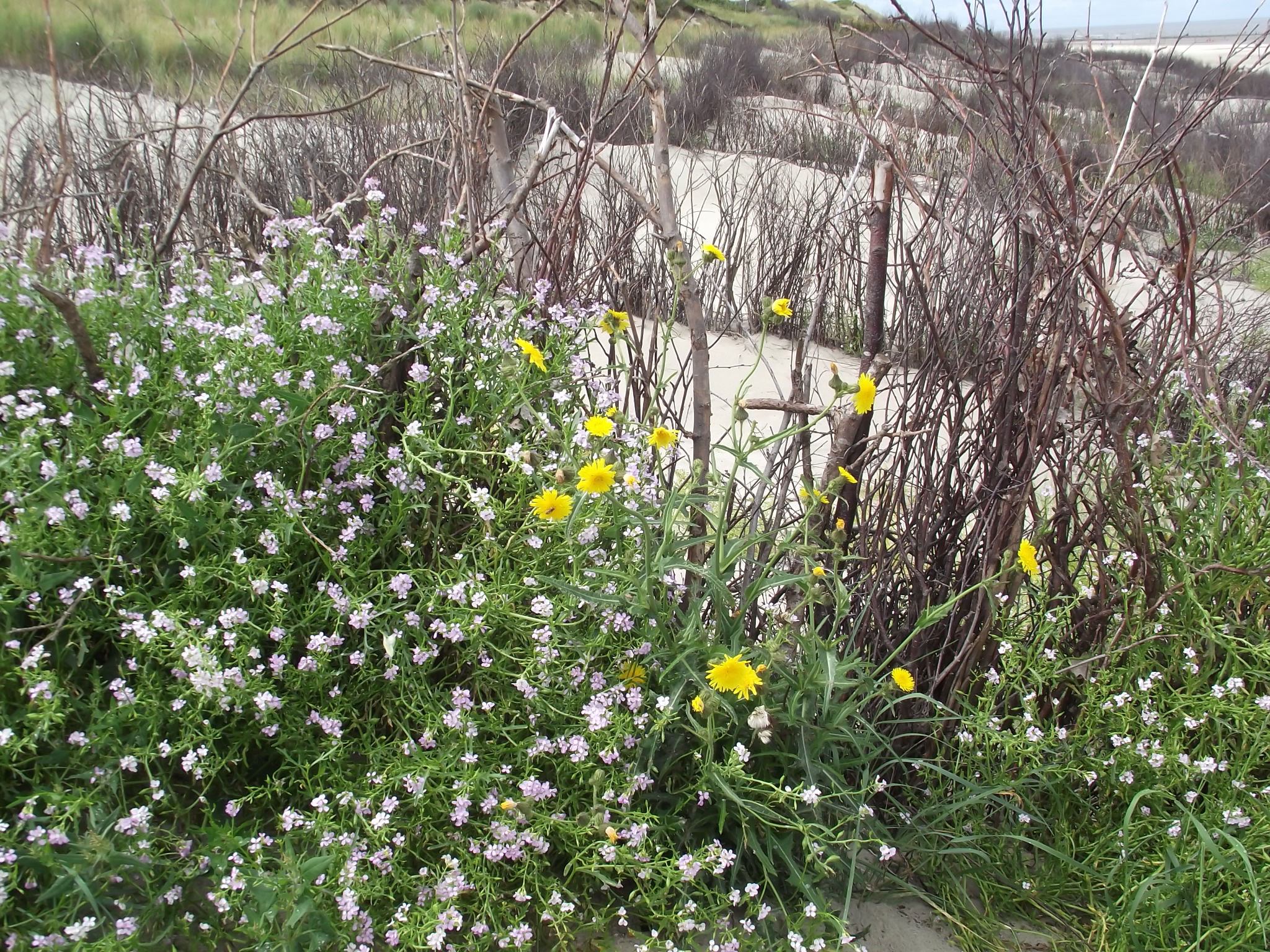 Wangerooge an der Nordsee - Weg durch die Dünen