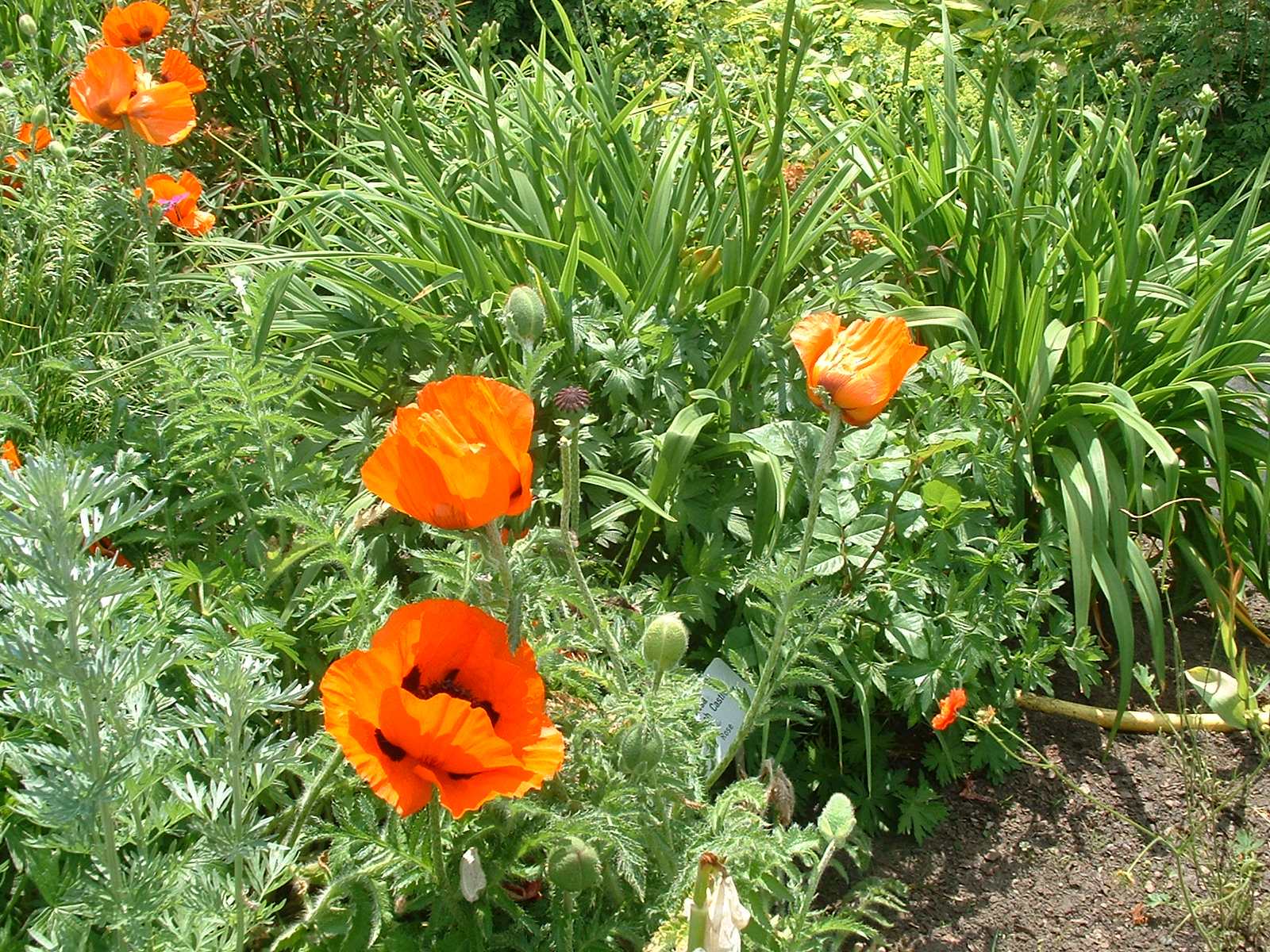 Park der Gärten in Bad Zwischenahn