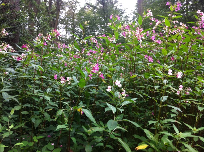 In der N&auml;he von der Fahrschule im Stenumer Wald Springkraut in voller Bl&uuml;te