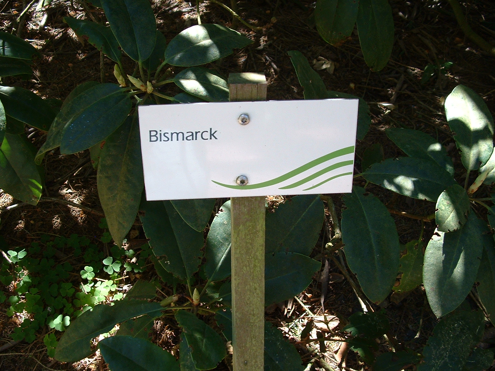 BRUNS Rhododendron Park in Gristede - Bismark