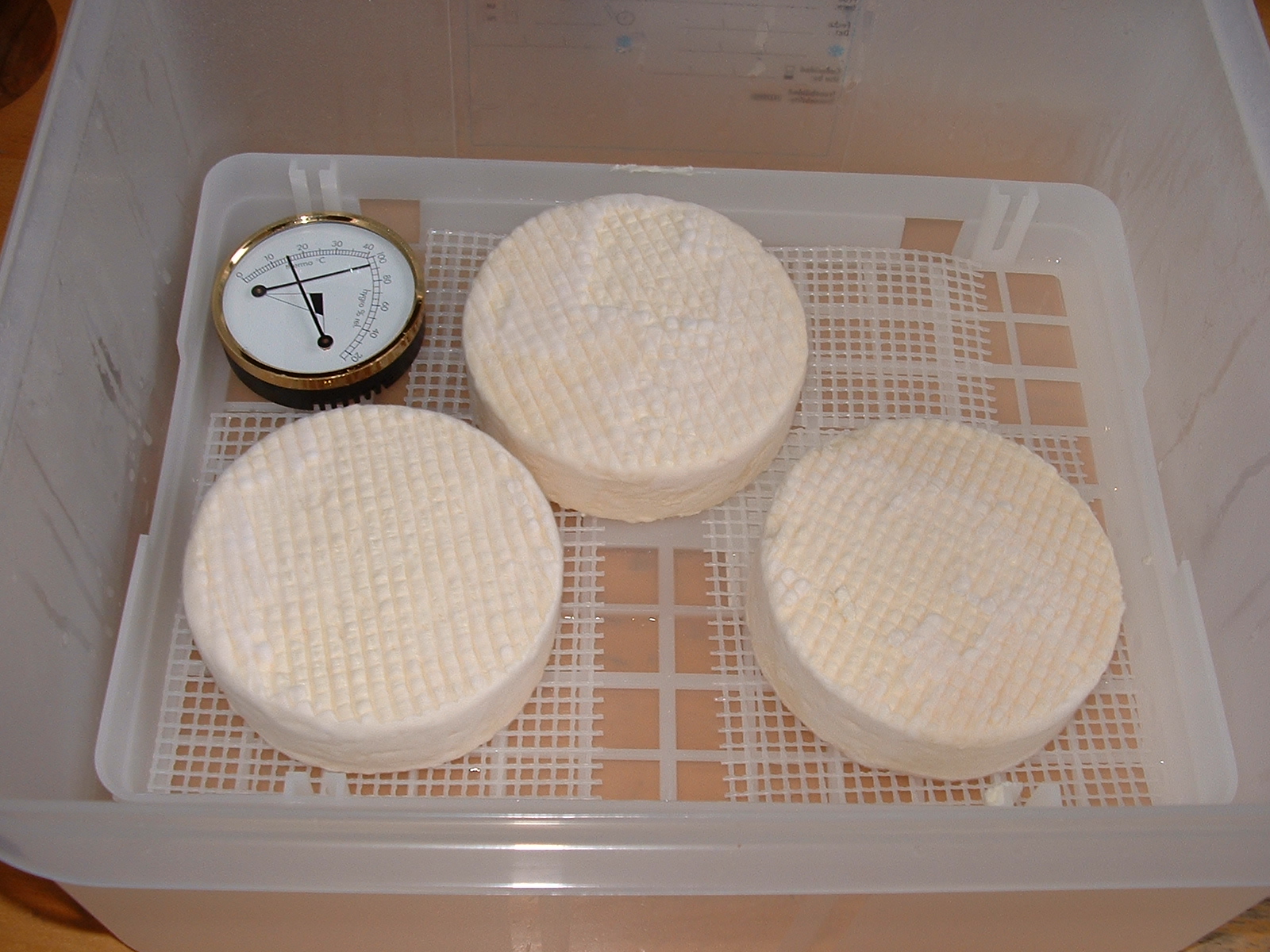 Camembert Reifung in einer Gastro Box